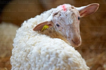 013PXE_0044-Ovejas. Caserío Gomiztegi. Oñati, Gipuzkoa, Euskad