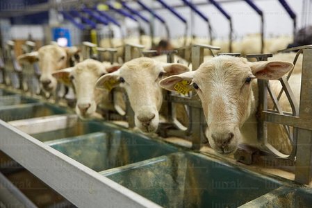 013PXE_0053-Ovejas. Caserío Gomiztegi. Oñati, Gipuzkoa, Euskad