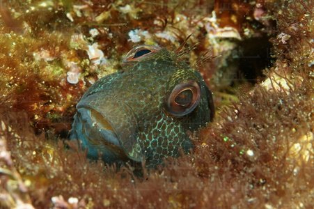  014AIA_0005-Parablennius pilicornis. Mar cantábrico. San Sebastián, Gipuzkoa, Euskadi