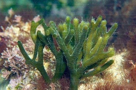  014AIA_0010-Alga codium. Mar Cantábrico. San Sebastián, Gipuzkoa, Euskadi