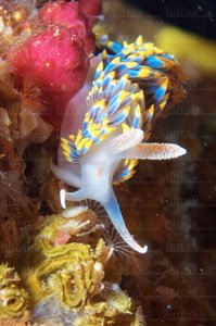  014AIA_0021-Berghia caerulescens. Hondarribia, Gipuzkoa, Euskadi
