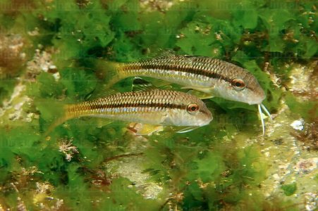  014AIA_0027-Juvenil de salmonete. Mullus surmuletus. San Sebastián, Gipuzkoa, Euskadi