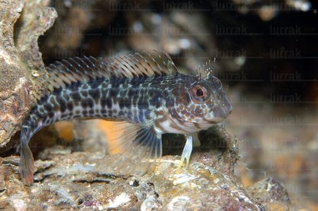  014AIA_0040-Parablennius pillicornis. Hondarribia, Gipuzkoa, Euskadi