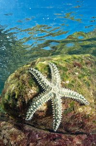  014AIA_0043-Estrella de mar. Mathasterias glacialis. Costa Vasca. San Sebastián, Gipuzkoa, Euskadi