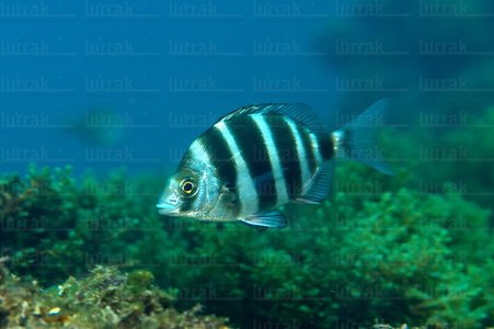  014AIA_0046-Sargo real.  Diplodus cervinus. Mar Cantábrico. San Sebastián, Gipuzkoa, Euskadi