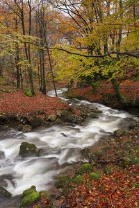 014PPG_0026-Arroyo-Zubialde-Otoño-Álava-Euskadi
