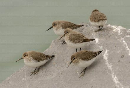 015IOS_0002-'Calidris alpina'-Urdaibai-Bizkaia-Euskadi