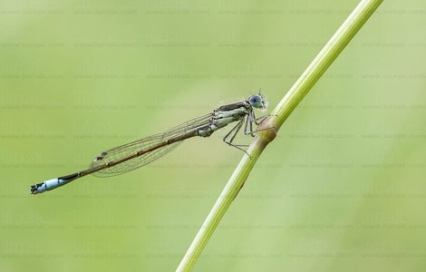 015IOS_0087-'Ischnura graellsii'-Urdaibai-Bizkaia-Euskadi