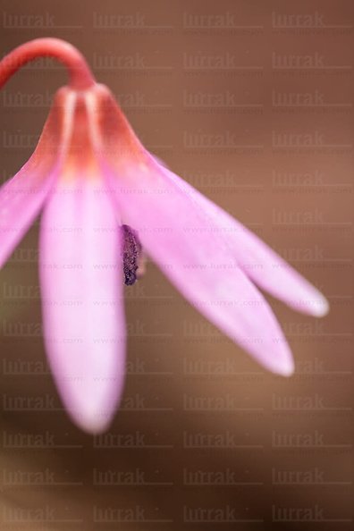 015PPG_0012.jpg