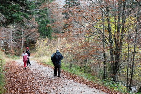 09325-Paseando-Selva-Irati-Navarra