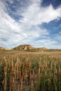 09720-Carrizos-Balsa-Bárdenas-Navarra