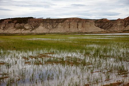 09728-Cultivo-Arroz-Bárdenas-Navarra