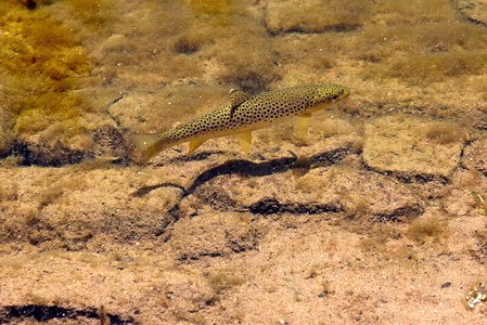 09748-Trucha-Río-Baztán-Elizondo-Navarra
