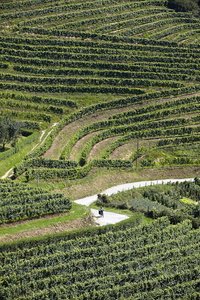 09986-Viñedos-Txakoli