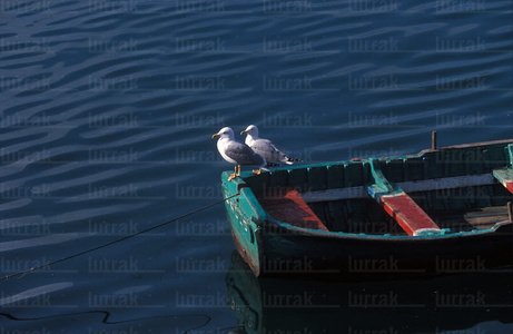 00194-Gaviotas-Bote-Puerto-Lekeitio