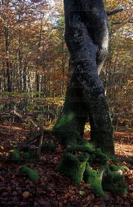 00211-Tronco-Haya-Oiartzun