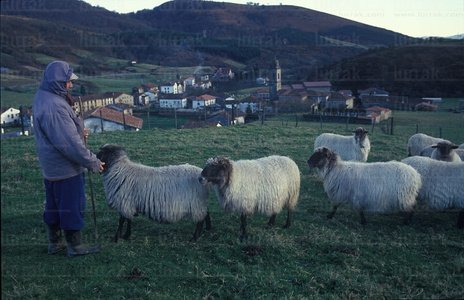 00257-PastorOvejasUbidea-Bizkaia-Euskadi