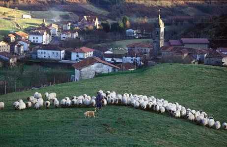 00261-Rebaño-Ubidea-Bizkaia-Euskadi