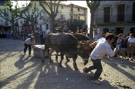 00267-Arrastre-Bueyes-Igeldo-Euskadi