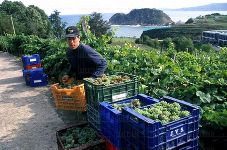 00348-Vendimia del Txakoli, Getaria, Euskadi
