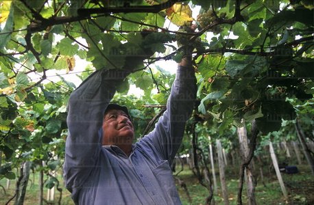 00350-Vendimiador del Txakoli en Getaria