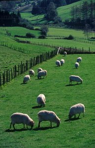 00383-Ovejas-Pastos-Berastegi-Euskadi