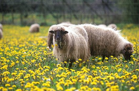 00706-Ovejas-Margaritas-Segura-Gipuzkoa-Euskadi