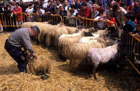 00733-Esquilero-Idiazabal-Gipuzkoa-Euskadi