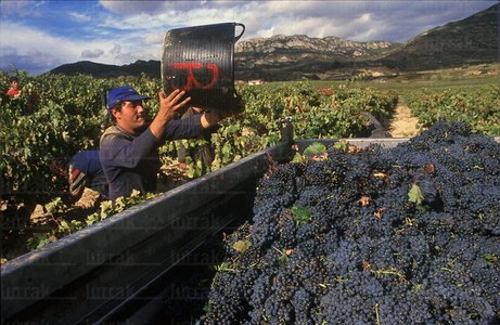 00757-Cesto-Uva-Vendimiador-Labastida-Euskadi