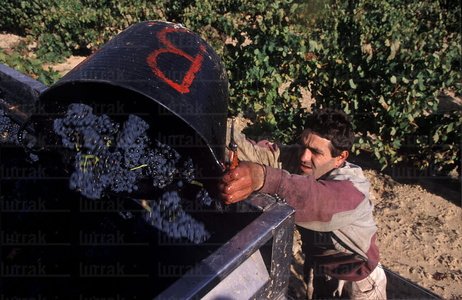 00758-Vendimiador-Trabajando-Labastida-Euskadi