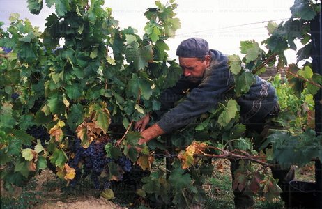 00759-Vendimiador-Rioja-Alavesa-Euskadi