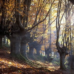 10004-Hayedo-Alto-Bidania-Gipuzkoa-Euskadi