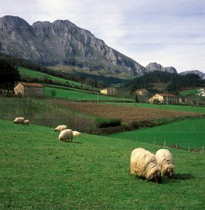 10016-Ovejas-Axpe--Bizkaia-Eusjkadi