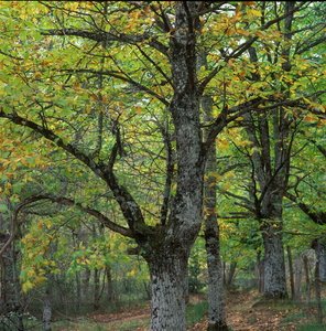 10029-Haya-Gorbea-Álava-Euskadi