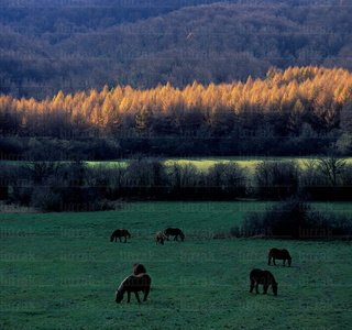 10036-Caballos-Pastos-Garralda-Navarra