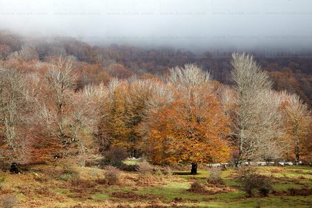 10463-Bosque-Otoño-Urbasa-Navarra