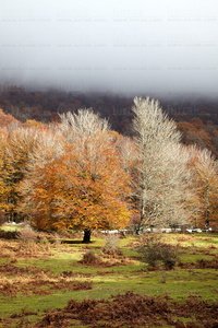 10464-Bosque-Otoño-Urbasa-Navarra