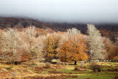 10465-Bosque-Otoño-Urbasa-Navarra