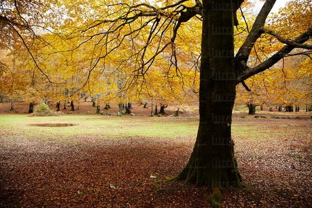 10466-Bosque-Otoño-Urbasa-Navarra