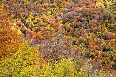 10470-Bosque-Otoño-Urbasa-Navarra