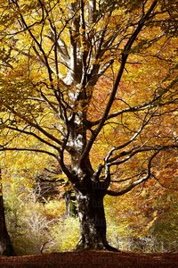 10483-Haya-Otoño-Urbasa-Navarra