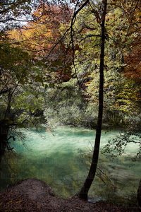 10505-Bosque-Nacedero-Urederra-Navarra