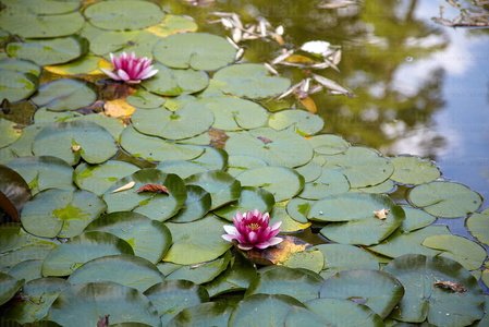 10545-Nenúfares-Señorío-Bértiz-Oronoz-Mugaire-Navarra