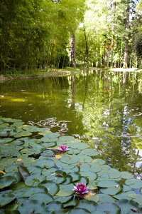 10547-Nenúfares-Bambú-Señorío-Bértiz-Oronoz-Mugaire-Navarra