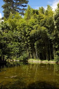 10548-Bambú-Verde-Señorío-Bértiz-Oronoz-Mugaire-Navarra