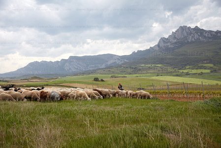 10968-Ovejas-Sierra-Cantabria-ElVillar-Álava-Euskadi