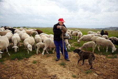 10970-pastor-Rebaño-ElVillar-Álava-Euskadi