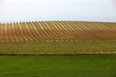 10974-Viñedos-ElVillar-Álava-Euskadi
