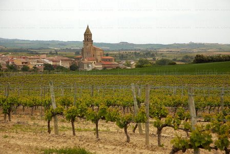 10983-Viñedos-ElVillar-Álava-Euskadi
