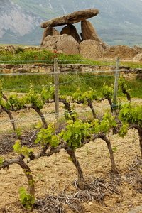 10987-Viñedos-Dólmen-la-Chabola-De-La-Hechicer-ElVillar-Álava